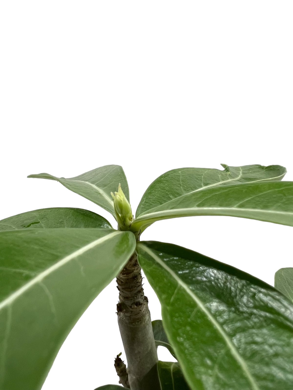アデニウム 突然変異種 選抜個体 「Adenium mutation Select アデニウム 突然変異種 選抜個体 「Adenium mutation Select