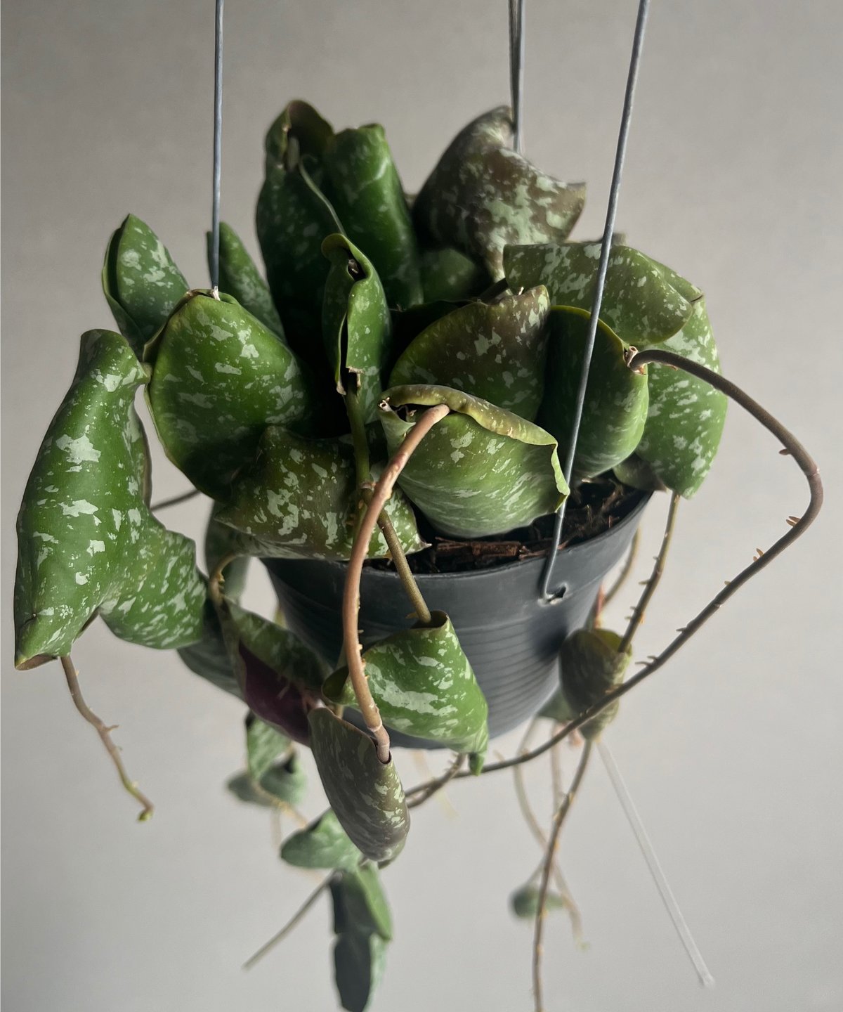 ホヤ インブリカータ 「Hoya imbricata」82R | SHOUCHIKUEN