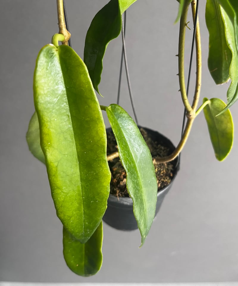 ホヤ アークボルディアーナ ピンク 「Hoya archboldiana pink 」70U