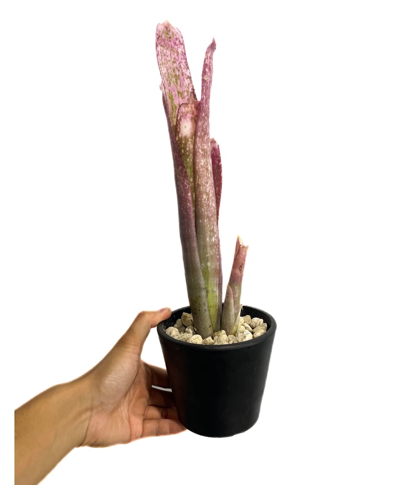Billbergia 'Catalyst'〔ビルベルギア〕現品発送B304 Billbergia | plane plants