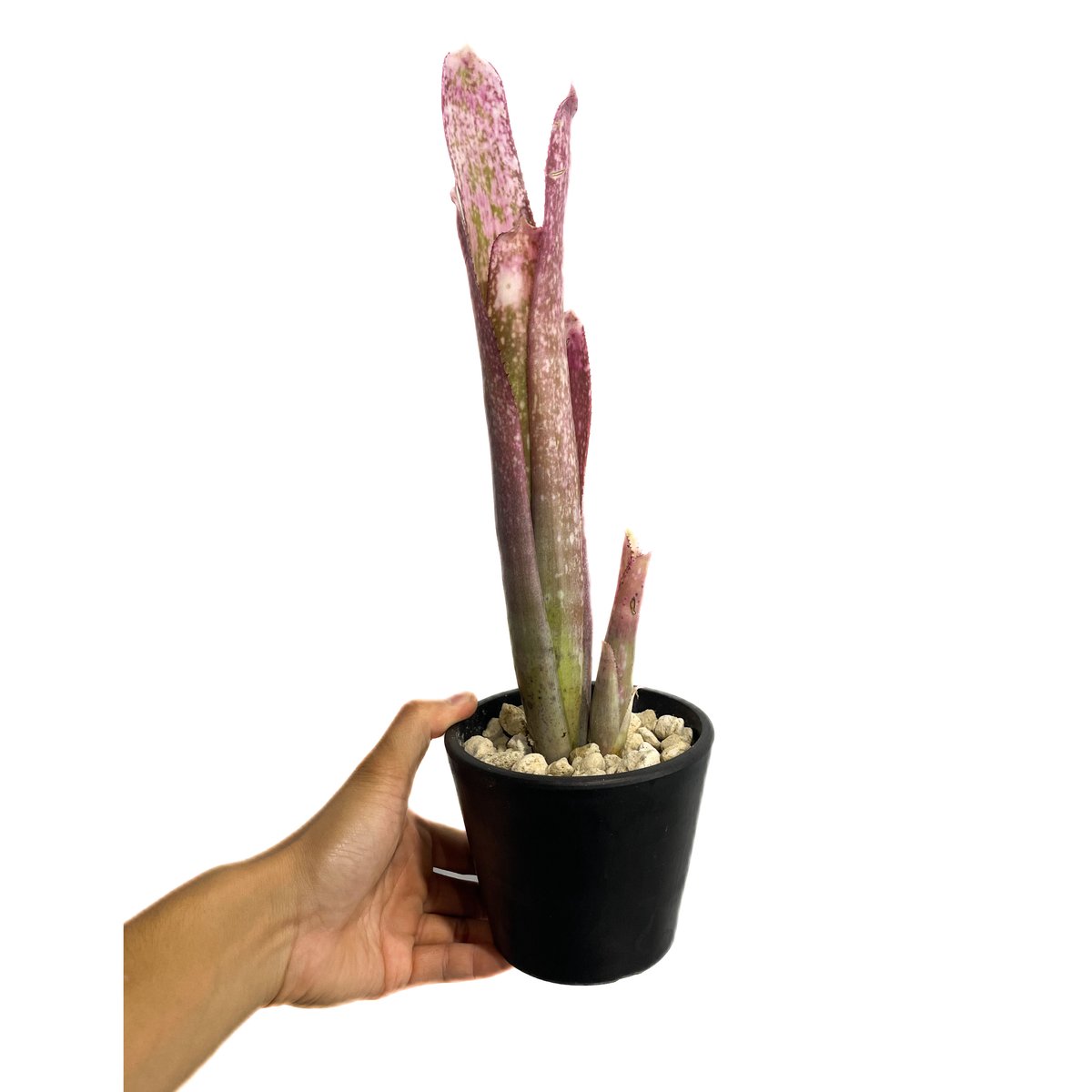 ビルベルギア ストロベリー 子株付き 2 ビルベルギア ストロベリー ロゼア ハイブリッド「 Billbergia