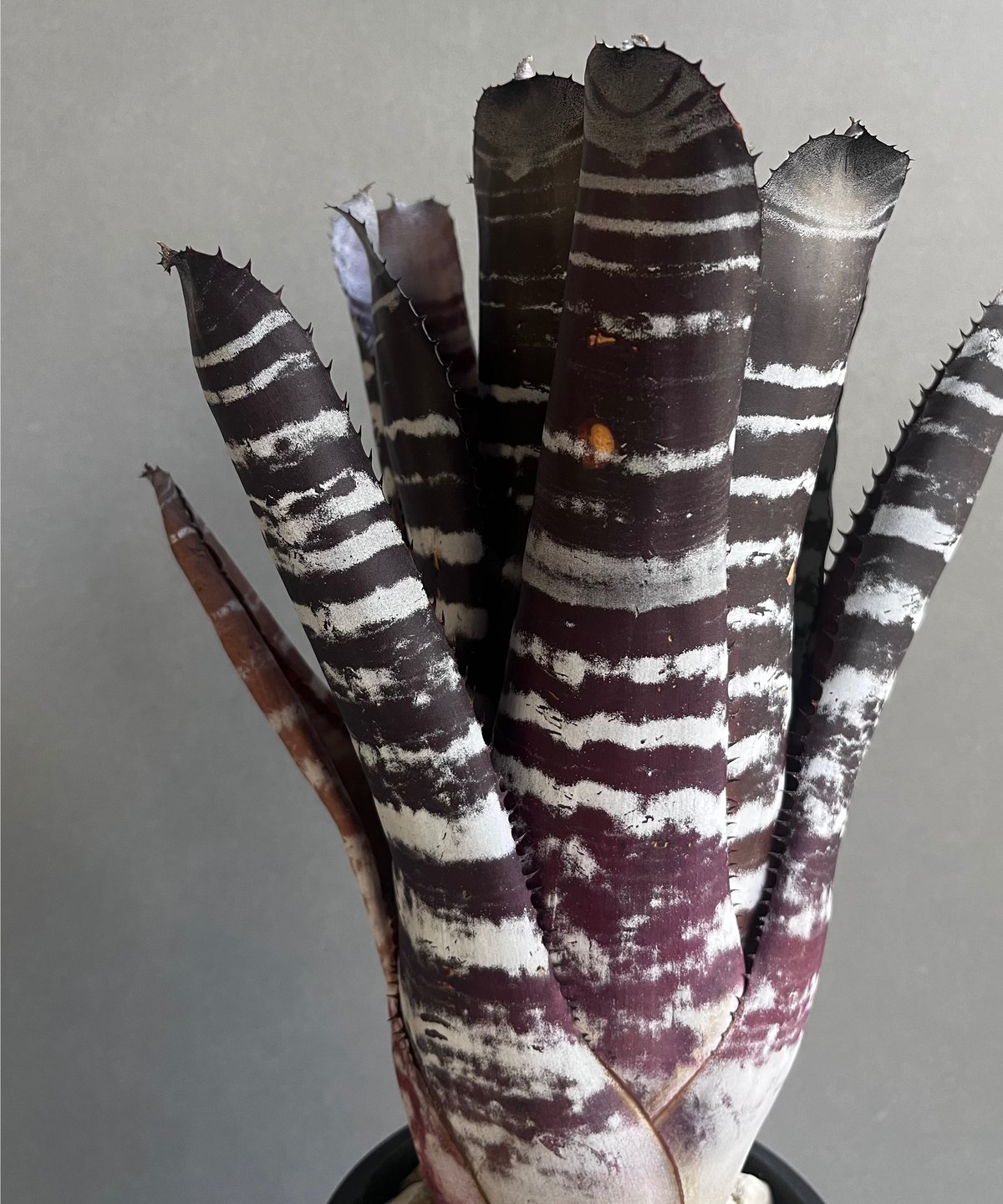 ブロメリア・エアープランツ Aechmea Black select Aechmea Black Secect x Ebony Aechmea Black select ブロメリア