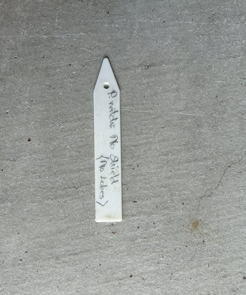 ビカクシダ ベイチー ノーシールド(ノーローブス) 子株「 Platycerium