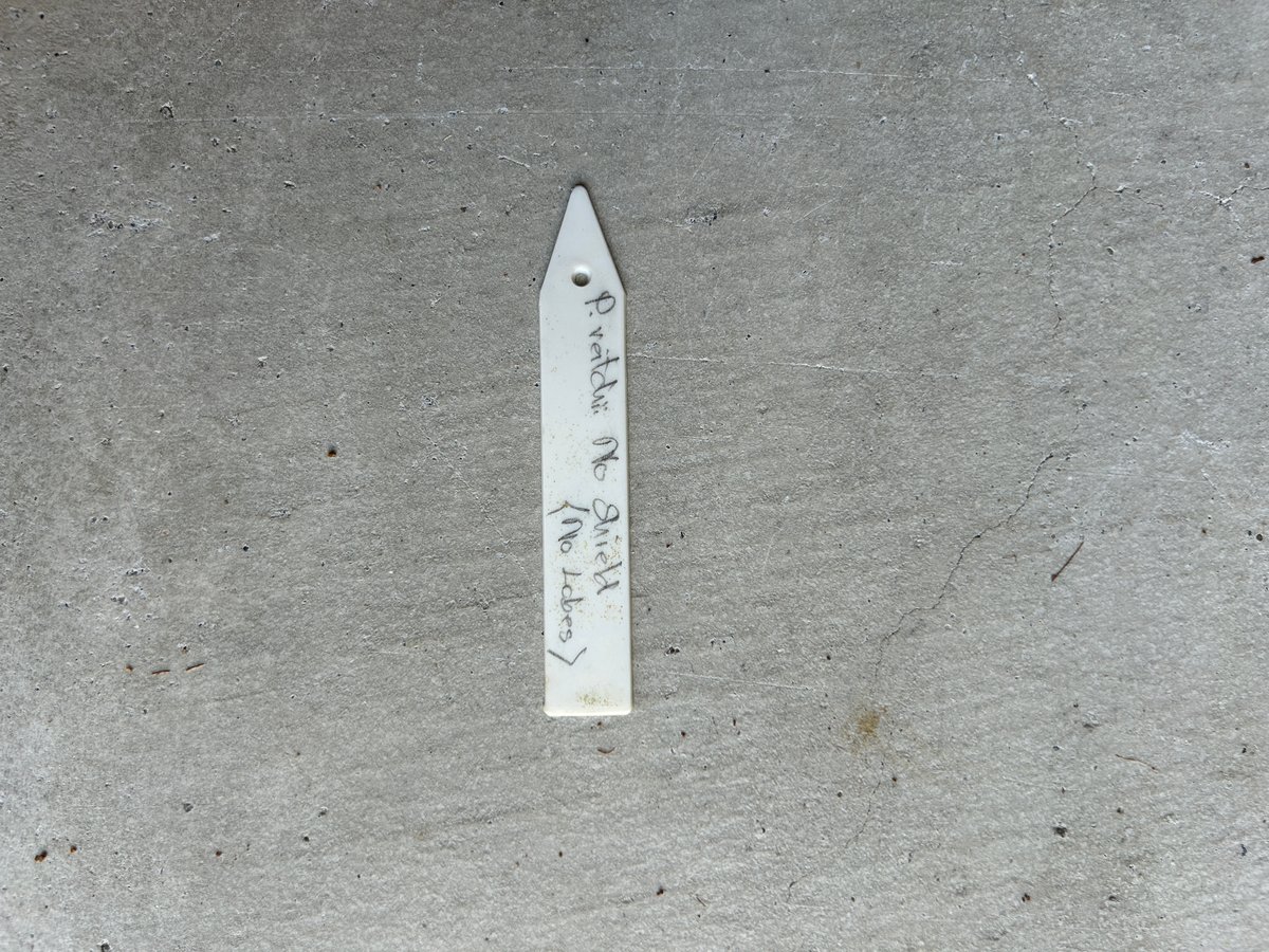 ビカクシダ ベイチー ノーシールド(ノーローブス) 子株