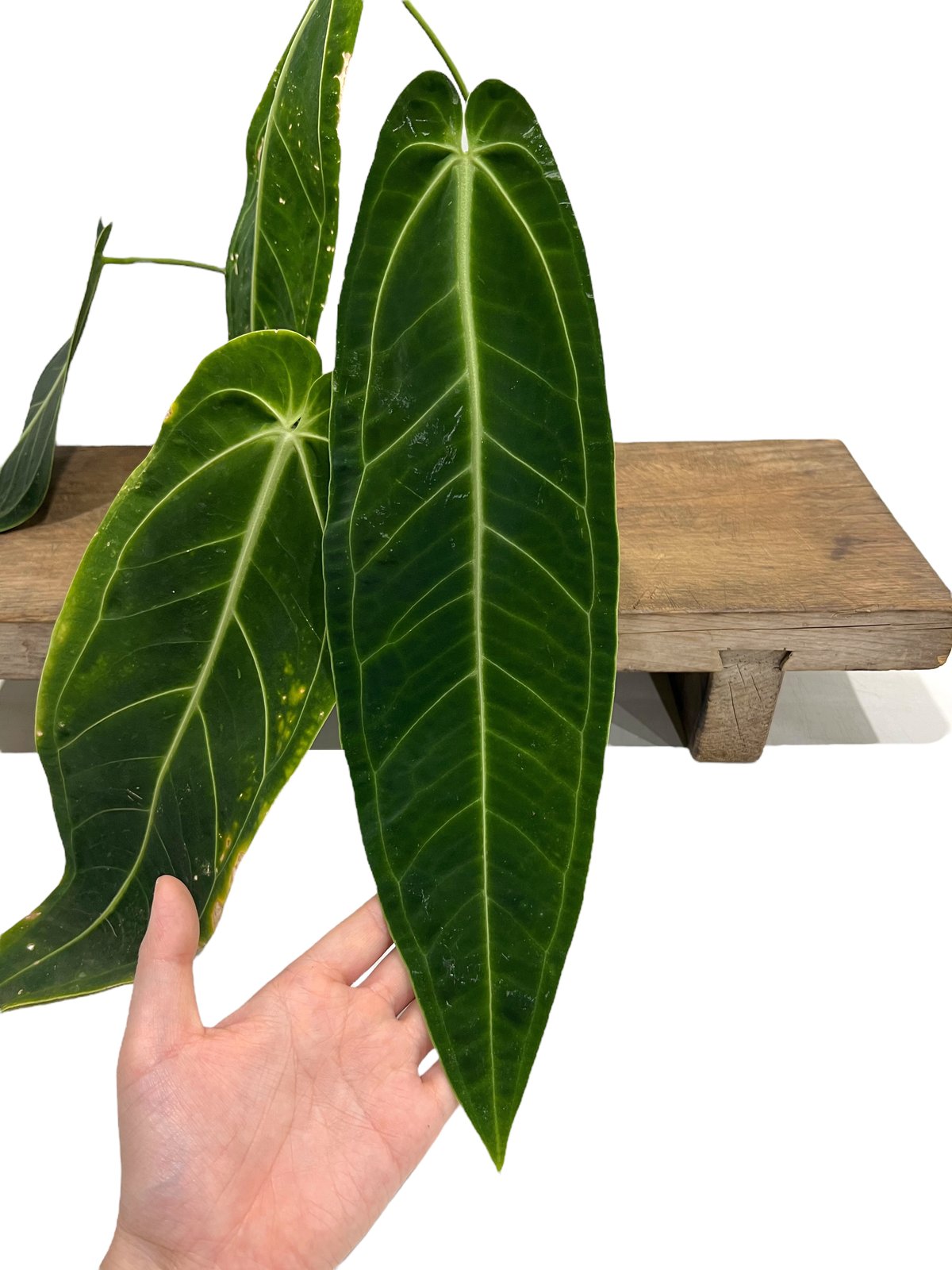 アンスリウム ワロクアナム ダーク&ナロー フォーム 「Anthurium