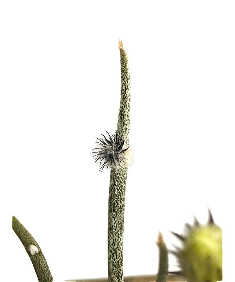 ☆☆カプトメデューサ＊アストロフィツム＊サボテン☆☆ アストロフィツム カプトメデューサ 「Astrophytum caput