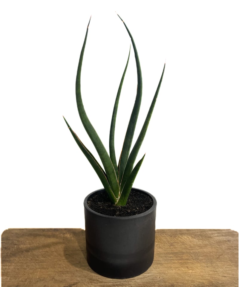 サンセベリア カラバオ「Sansevieria Carabao」58D-4 | SHOUCHI サンセベリア カラバオ「Sansevieria Carabao」58D-4 | SHOUCHI