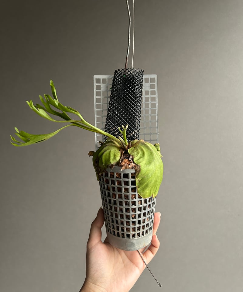 ビカクシダ リドレイ “パカラン”「Platycerium ridleyi “Pakarang