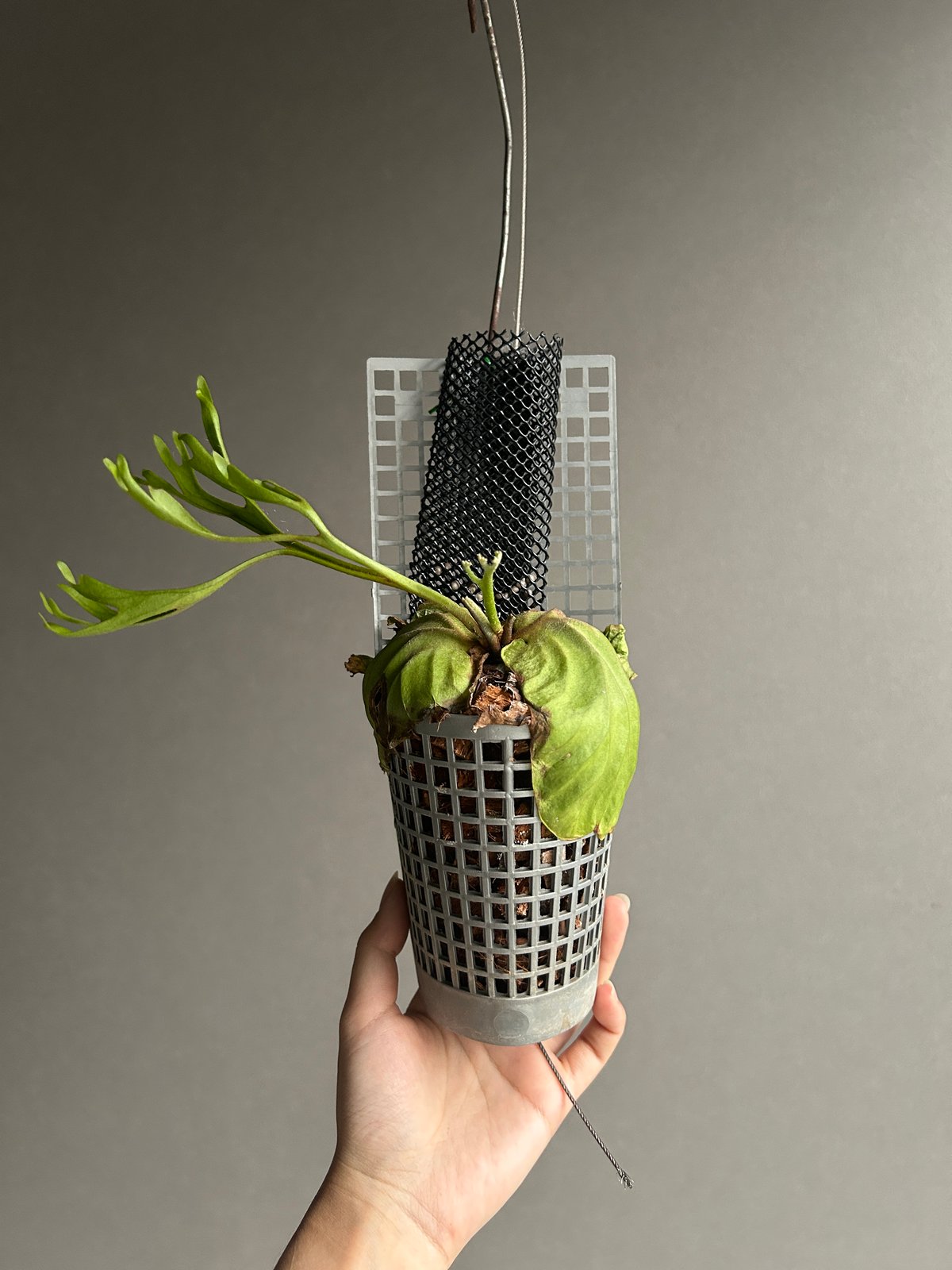 ビカクシダ リドレイ “パカラン”「Platycerium ridleyi “Pakarang