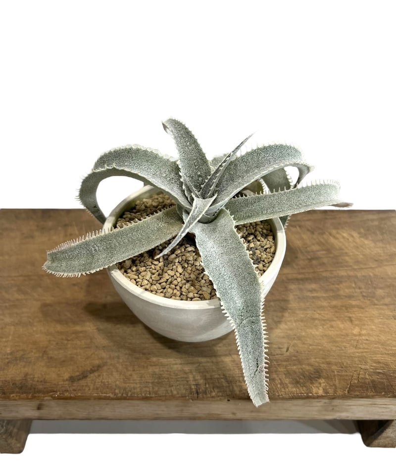 ディッキア マルニエル ラポストレイ ワイドリーフ x ツナミ「Dyckia