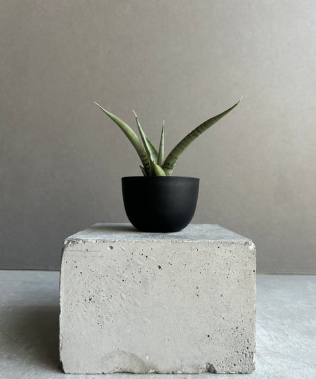 CATEGORY サンセベリア | SHOUCHIKUEN