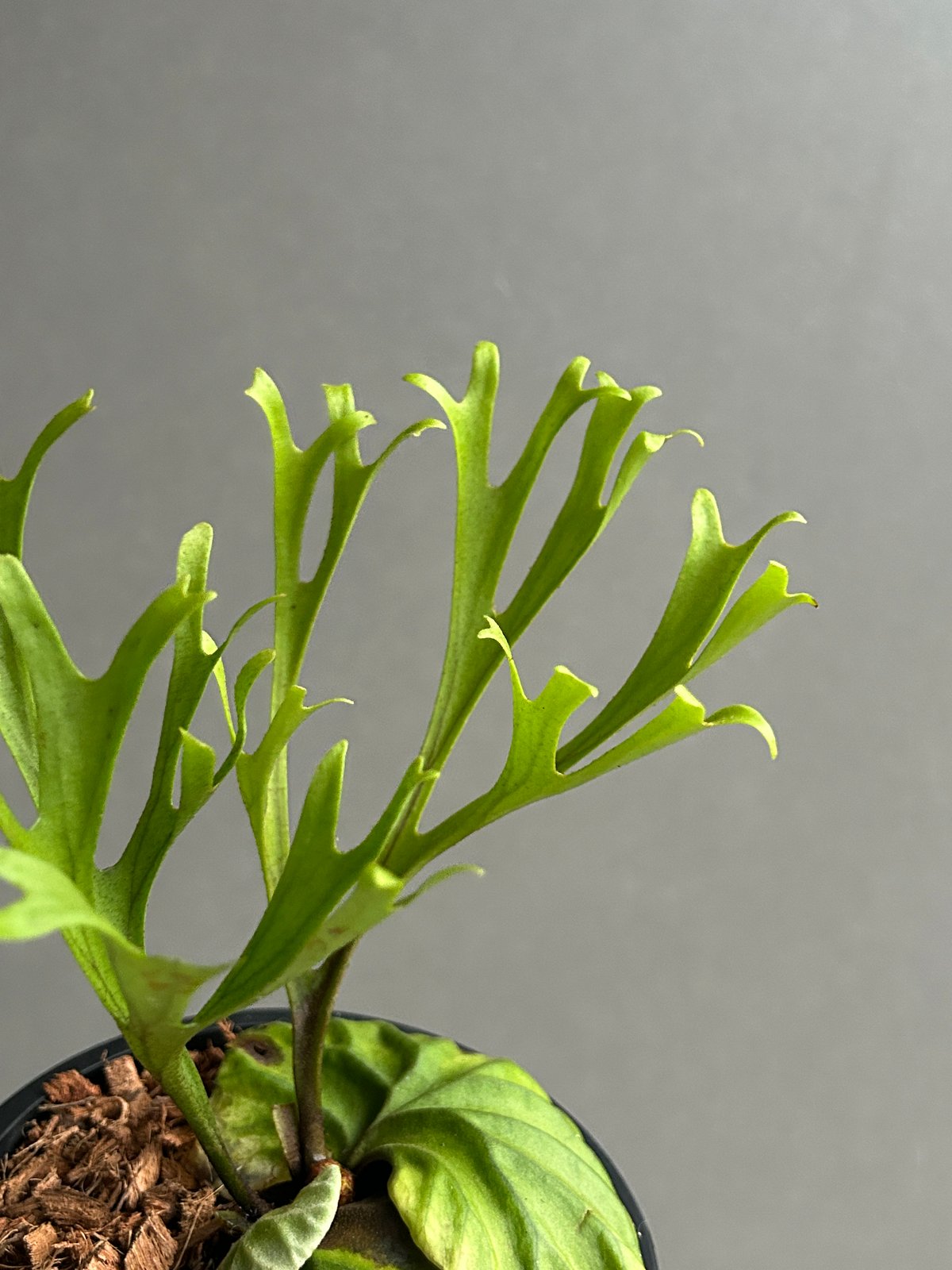 ビカクシダ リドレイ “パカラン”「Platycerium ridleyi “Pakarang