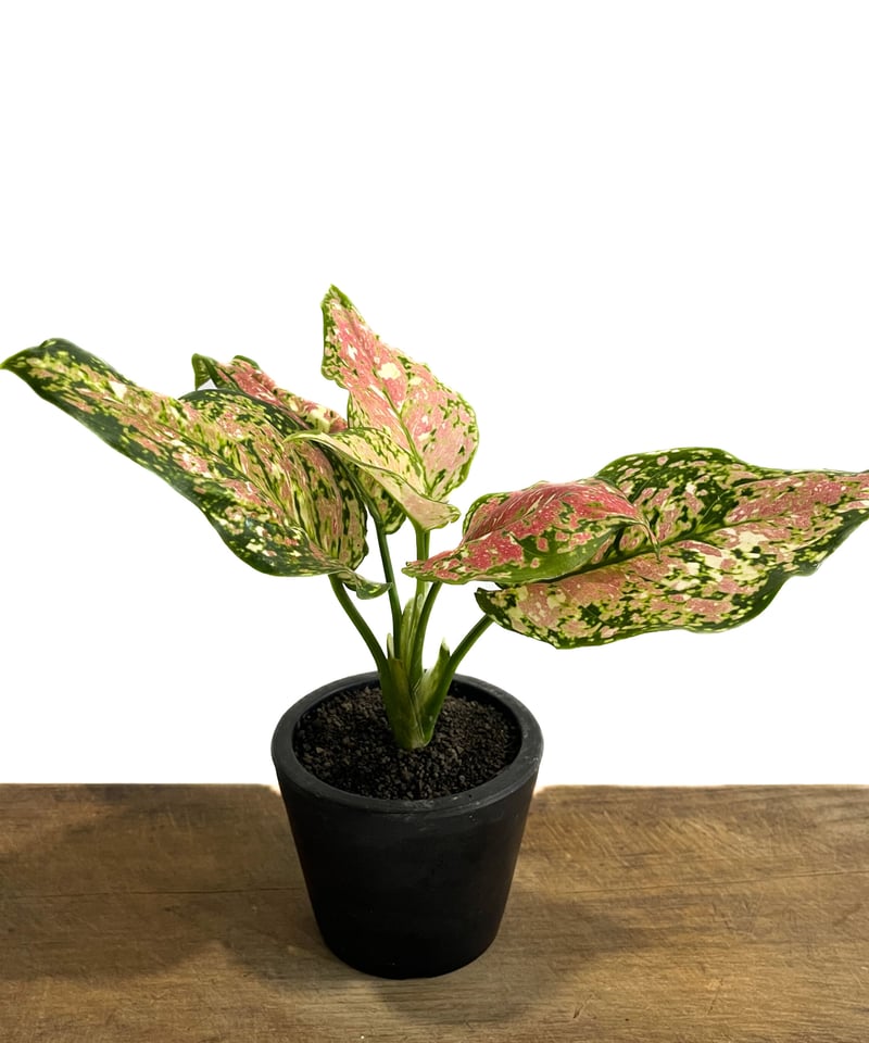 アグラオネマ アンヤマニー トリカラー「Aglaonema Unyamanee Tricolo