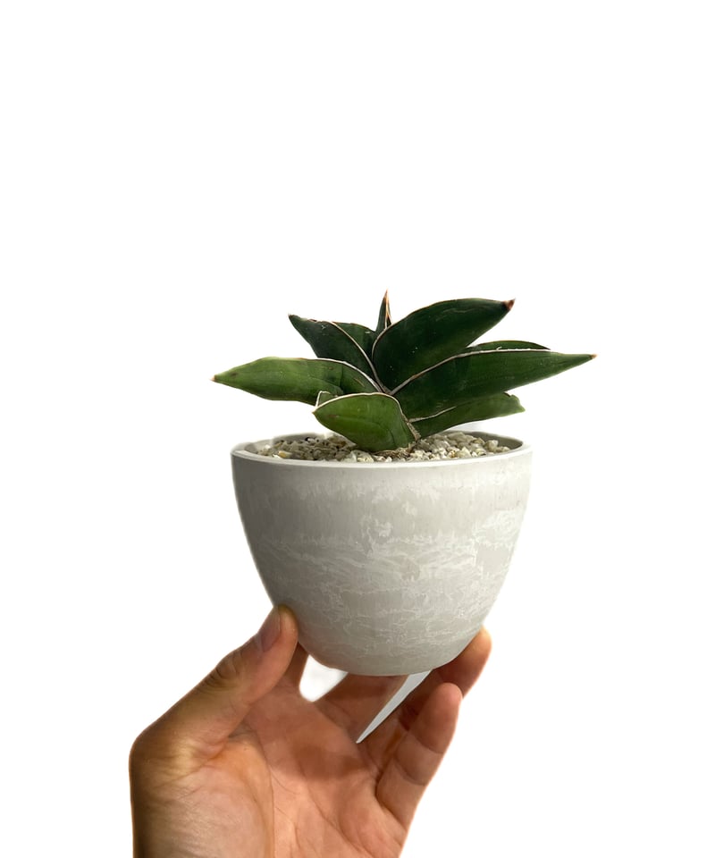 サンセベリア サムライ ドワーフ「Sansevieria samurai dwarf」81F-
