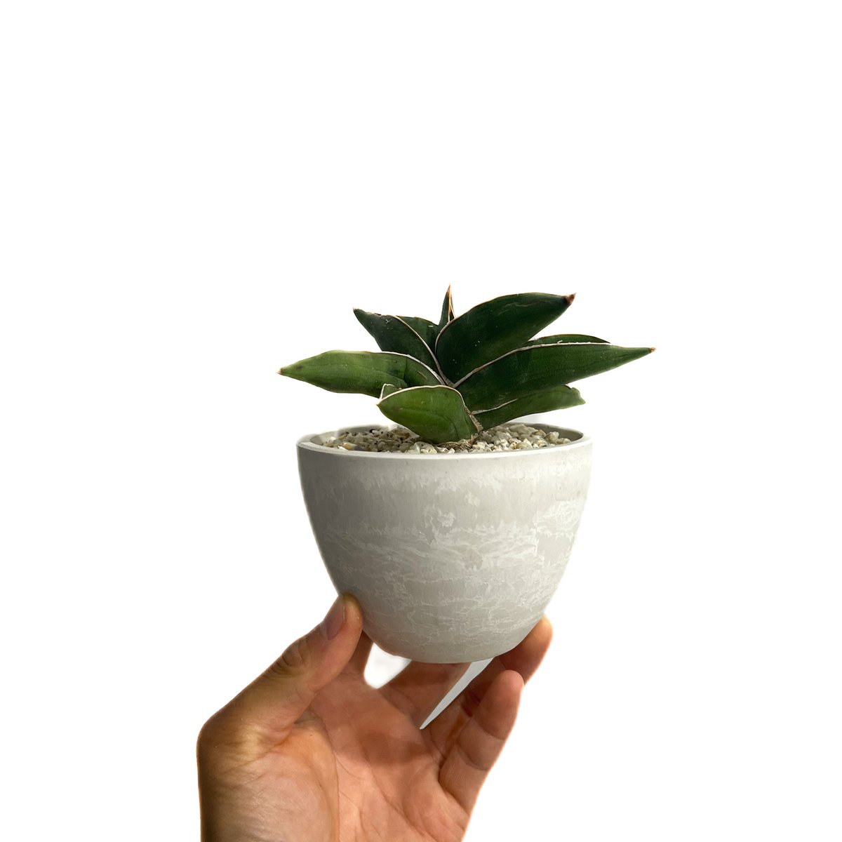 ビ*ー様 サンスベリア Sansevieria Samurai Dwarf v ビ*ー様 サンスベリア Sansevieria Samurai Dwarf v