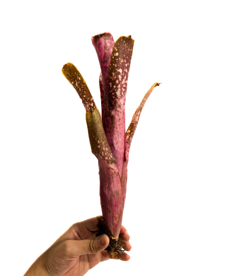 ビルベルギア チェリーグロウ「 Billbergia Cherry Glow 」3/10-77