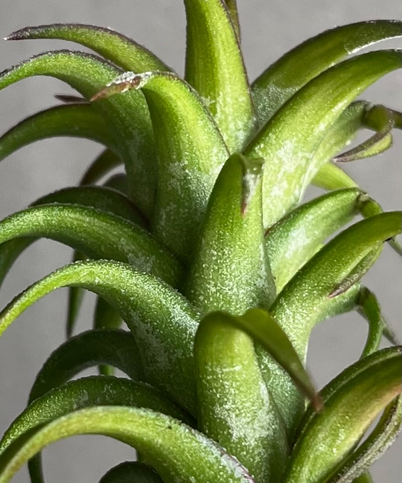 ティランジア バンハイニンギー 斑入 「Tillandsia vanhyningii Vari