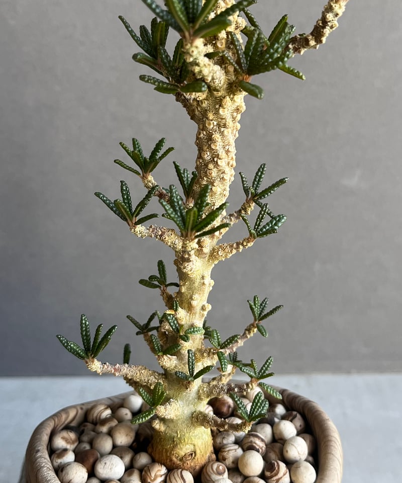 極上品】Dorstenia gigas f. bullata【ギガスの最高峰