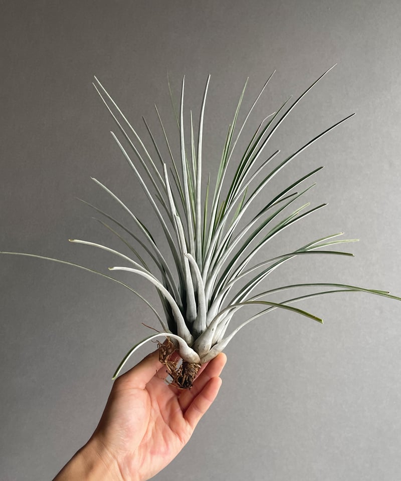 ティランジア ソシアリス「Tillandsia socialis」93G-3 | SHOUCH