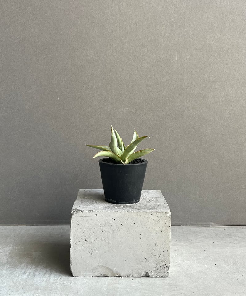EMP サンセベリア Saigon / 最後の写真が成長株です SA353 サンセベリア サイゴン 「Sansevieria Saigon (by Unyamanee