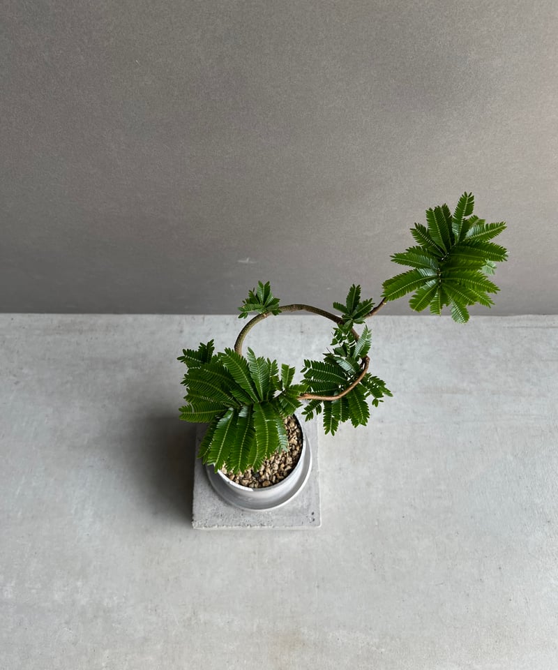 エバーフレッシュ “選抜個体” 「Cojoba arborea var. angustifol