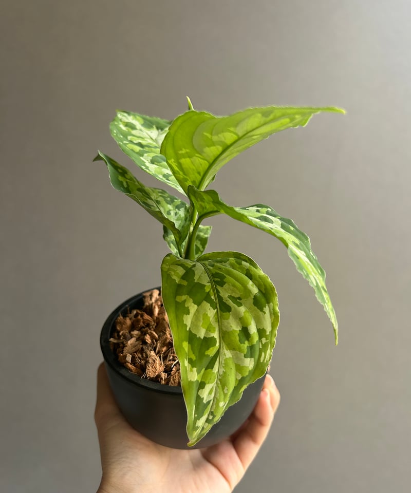 アグラオネマ ピクタム トリカラー 「Aglaonema pictum tricolor 」1