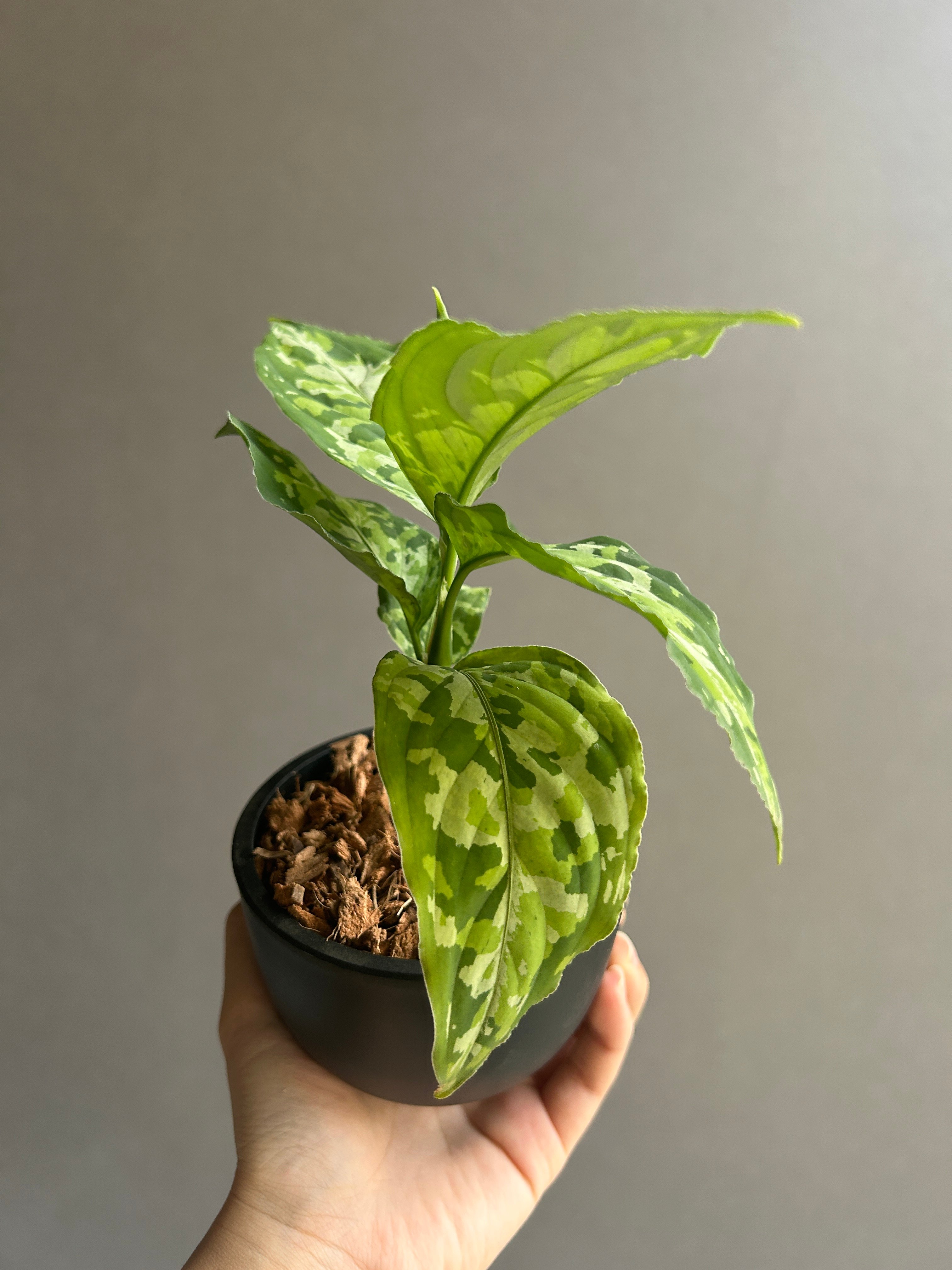 Aglaonema pictum Tricolor アグラオネマ　トリカラー アグラオネマ ピクタム トリカラー 「Aglaonema pictum tricolor 」1