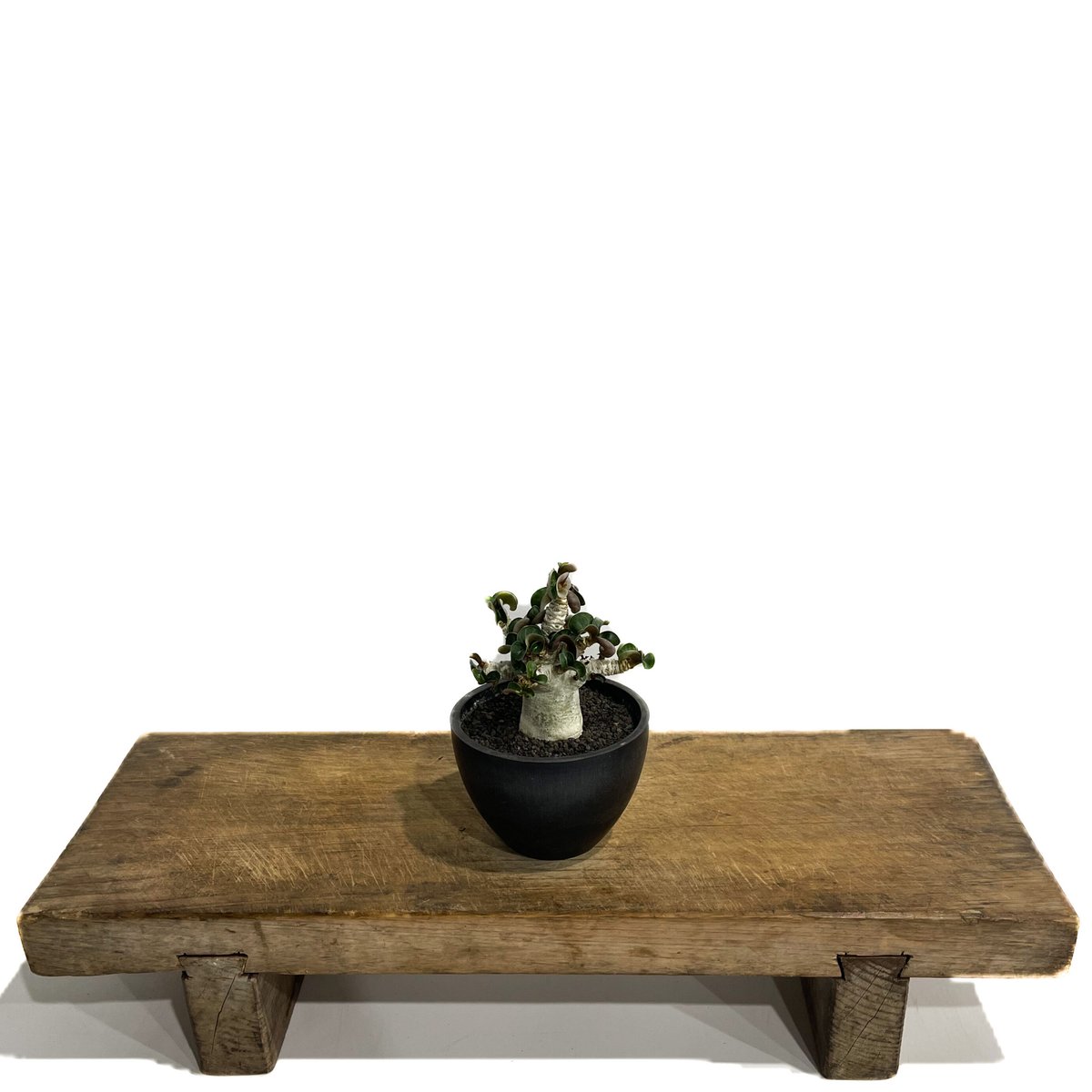 アデニウム D.H.A (獅子葉) 「Adenium D.H.A」7/6-669 | SHO