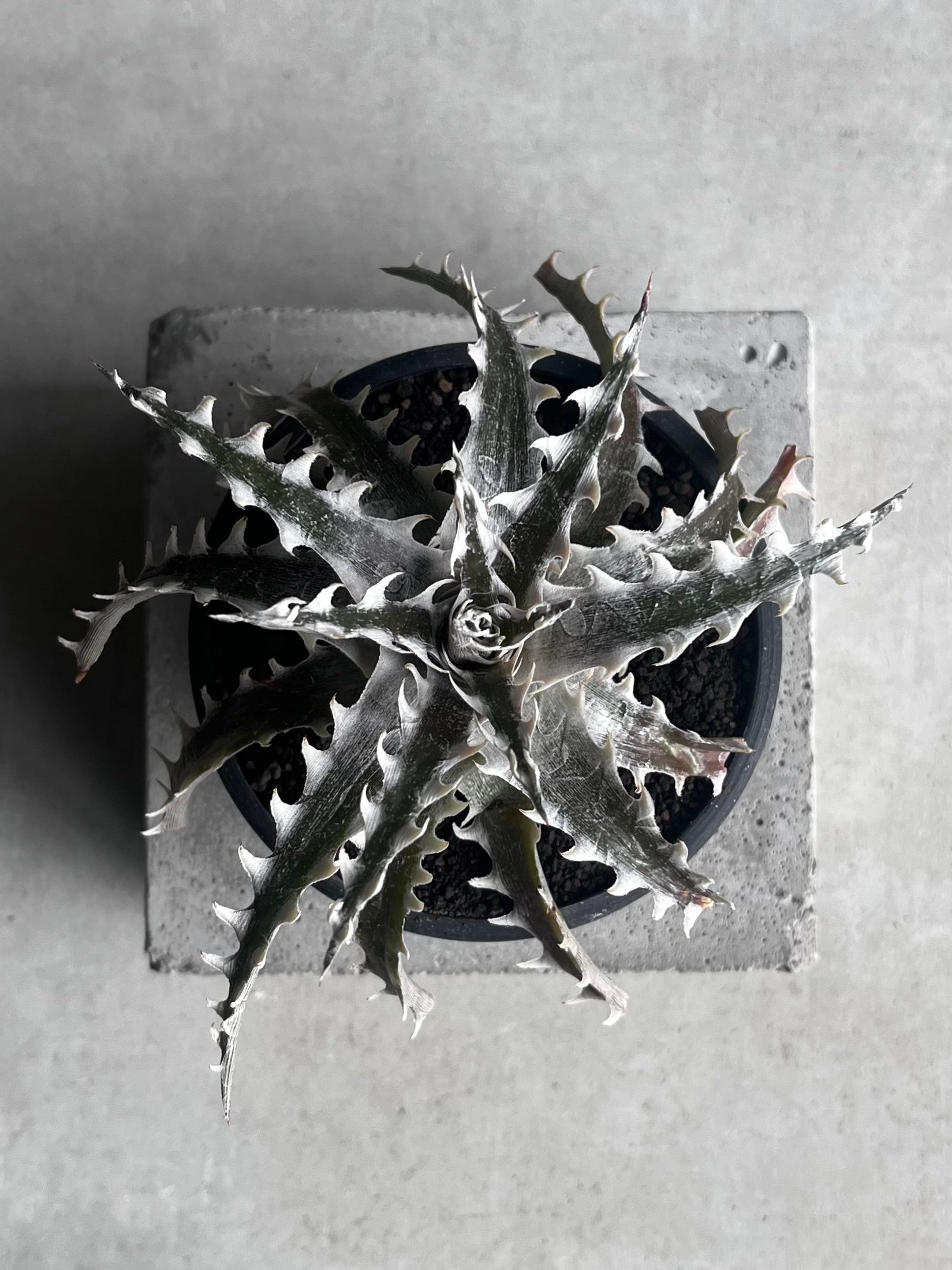 ディッキア ズゴック x リトルウィング ZL-103 「Dyckia Z'gok x Lit