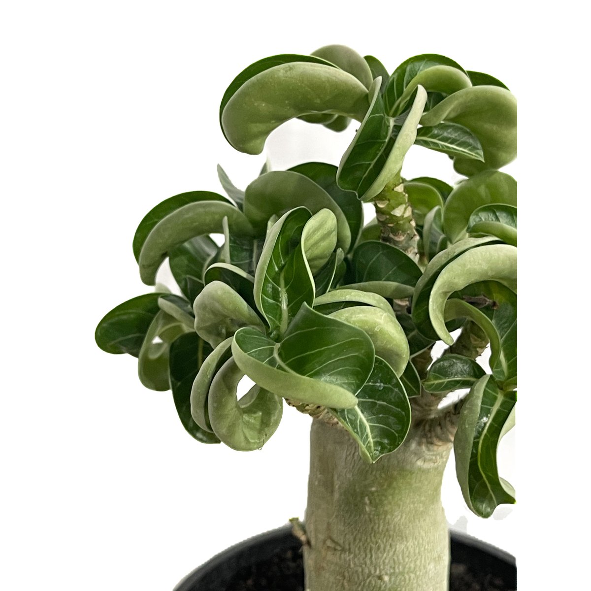 アデニウム D.H.A (獅子葉)選抜個体 「Adenium D.H.A 'Select'」