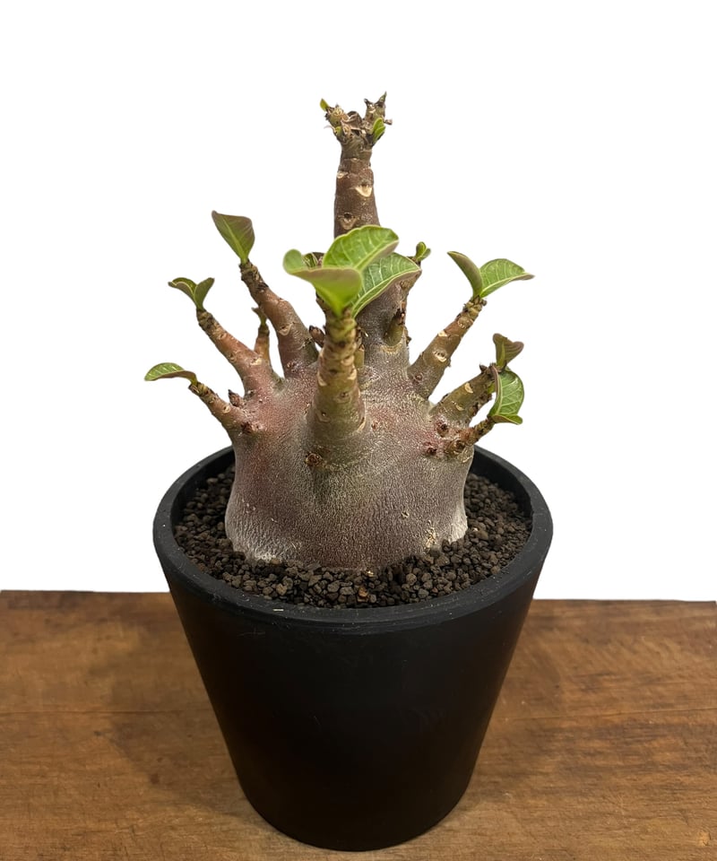 アデニウム アラビカム ドワーフ “ブラック” 「Adenium arabicum
