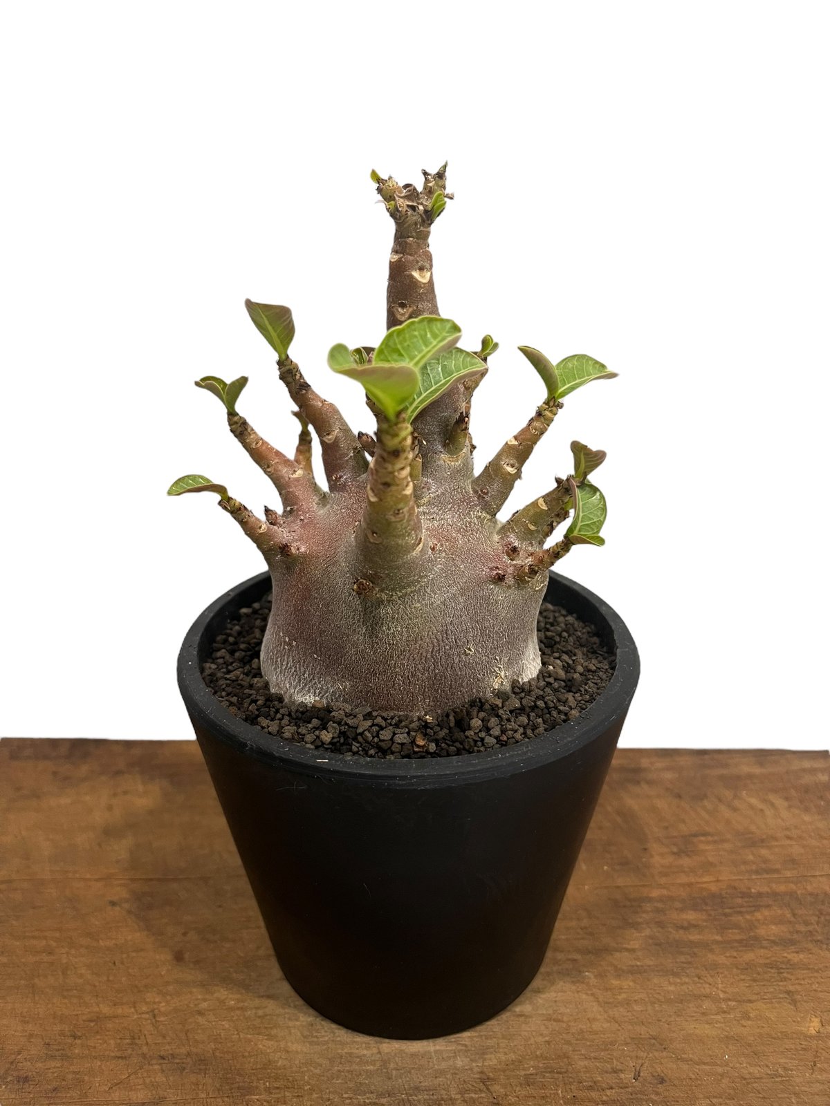 fit=scale-down,w=1200