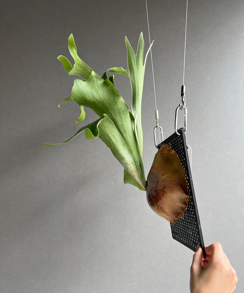 p.Yamata no Orochi ヤマタノオロチ　ビカクシダ ビカクシダ ヤマタノオロチ（子株） 「Platycerium Yamata no Orochi