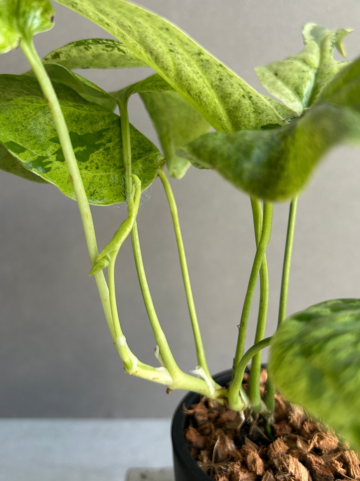 アミドリウム ジッペリアナム 斑入「Amydrium zippelianum variegat