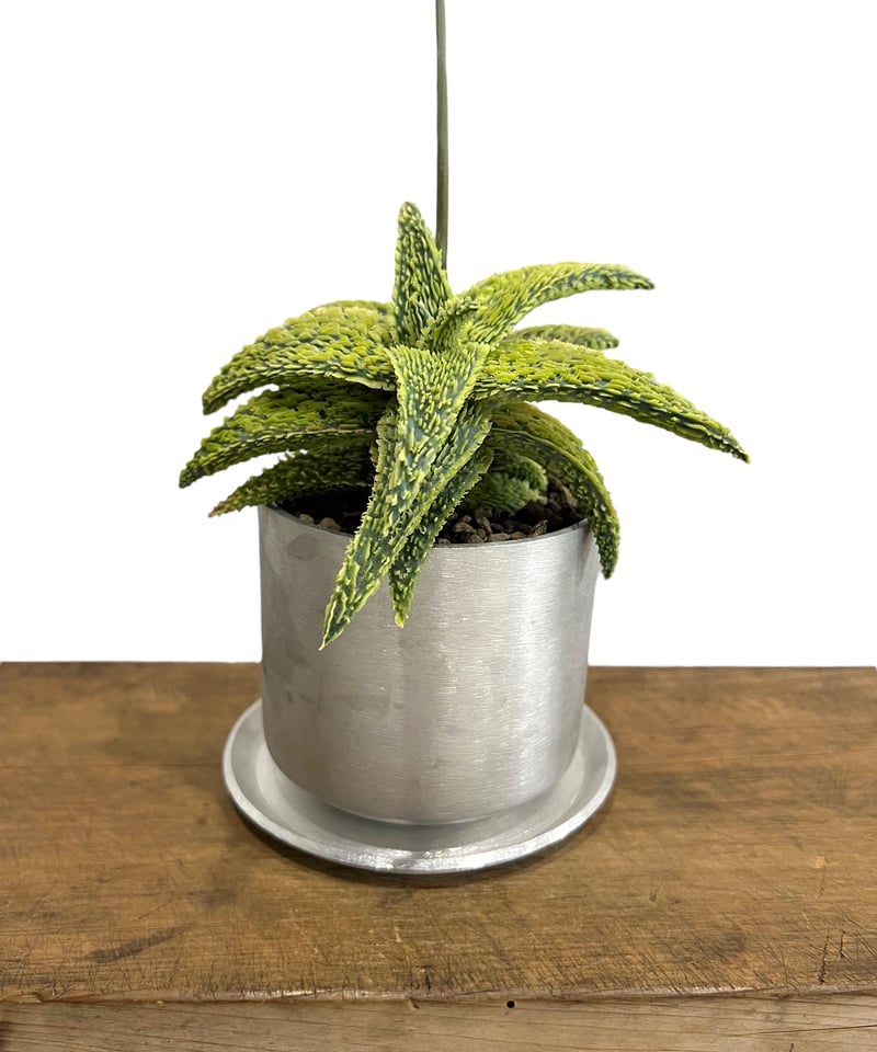 アロエ ハイブリッド “選抜個体” 「Aloe Hybrid “Select アロエ ハイブリッド “選抜個体” 「Aloe Hybrid “Select