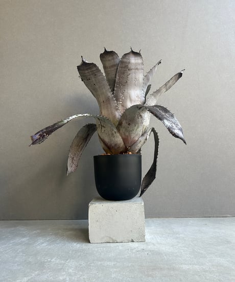 CATEGORY Plants | SHOUCHIKUEN