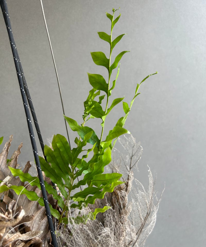 ドリナリア クエルシフォリア + ハンギングポット 「Drynaria