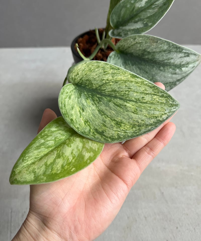 スキンダプサス エキゾチカ ホログラム 「Scindapsus exotica スキンダプサス エキゾチカ ホログラム 「Scindapsus exotica