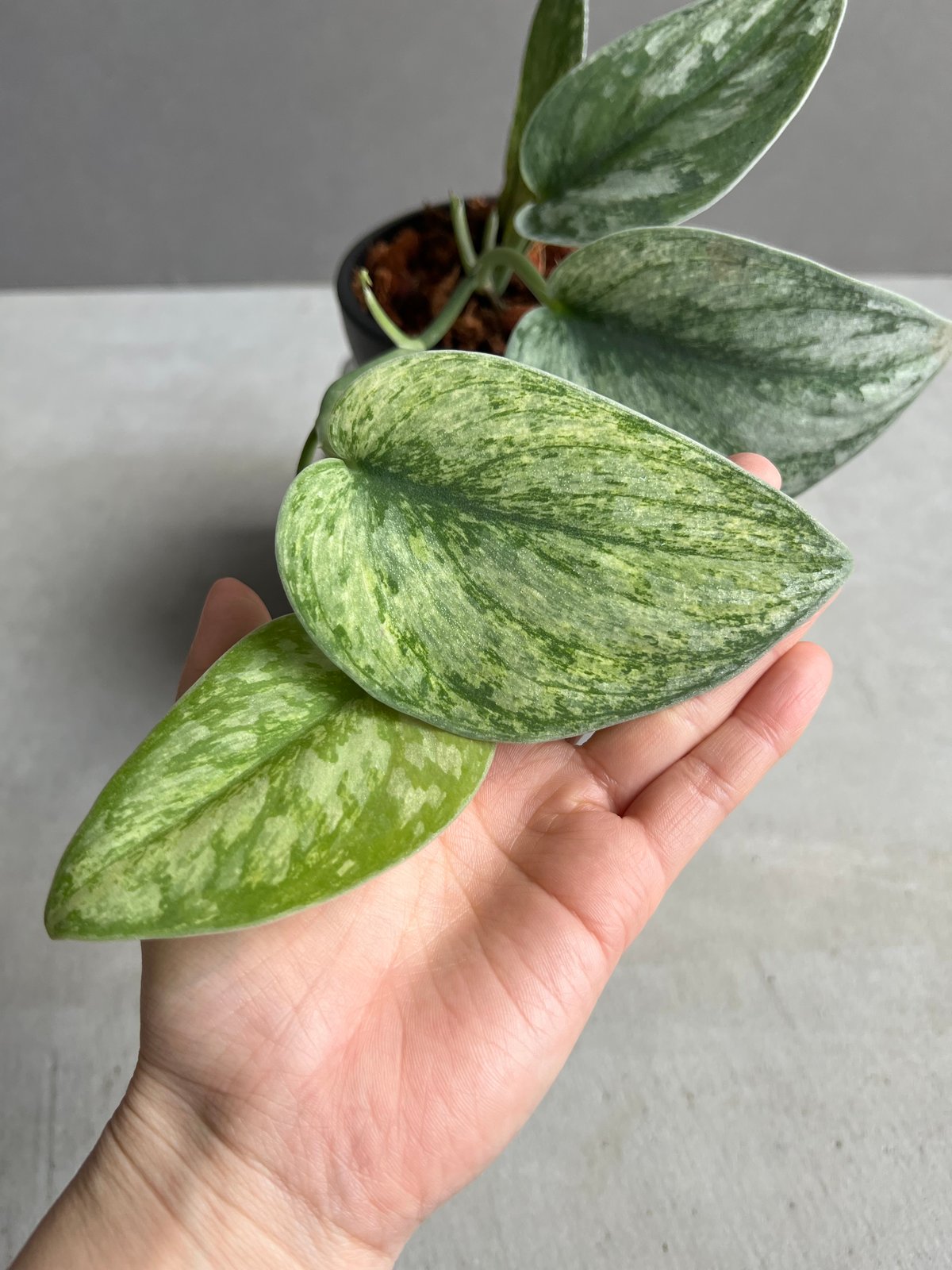 スキンダプサス エキゾチカ ホログラム 「Scindapsus exotica スキンダプサス エキゾチカ ホログラム 「Scindapsus exotica