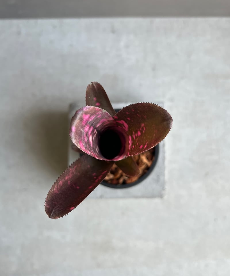 ビルベルギア インセンディアリー デライト 「Billbergia Incendiary De