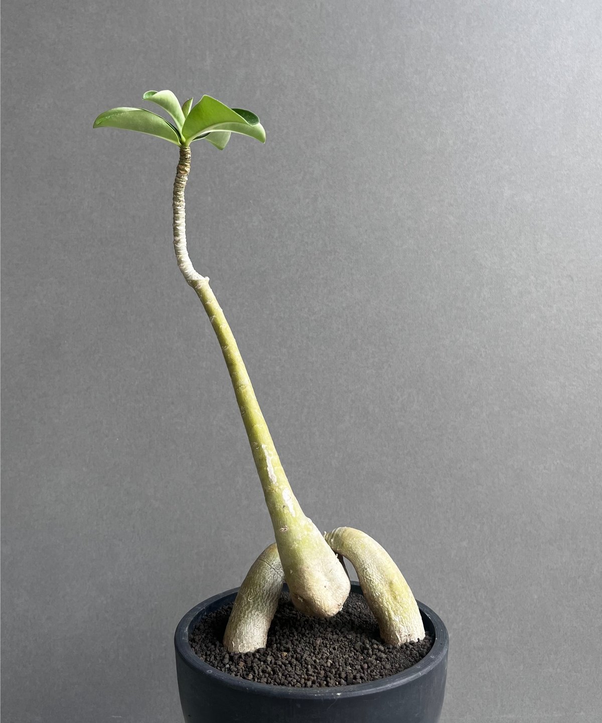 親父93　　斑入り　アデニウム・オベスム　 Adenium Ｏbesum 親父93 斑入り アデニウム・オベスム Adenium Obesum 親父93