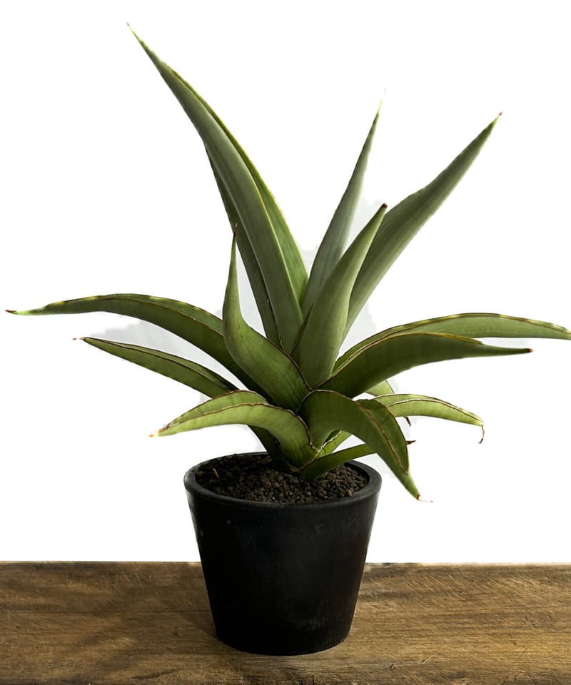 サンスベリア semanggi サンセベリア sansevieria サンスベリア sansevieria semanggi サンセベリア サンセベリア ミン