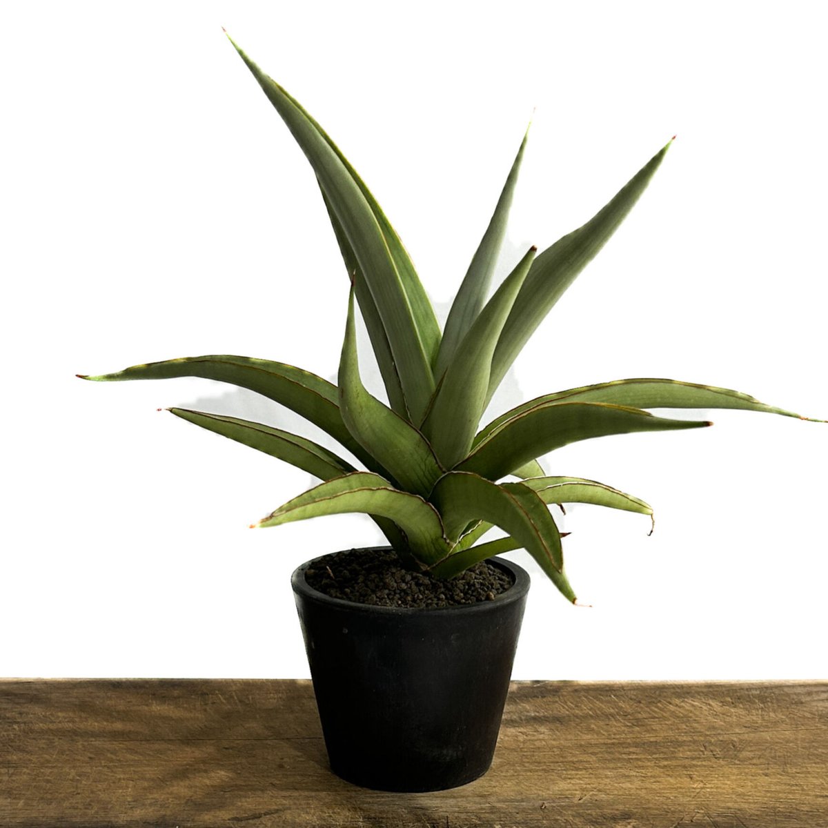 KN 1円！ サンスベリア 'チャオプラヤ'（SANSEVIERIA hybrid