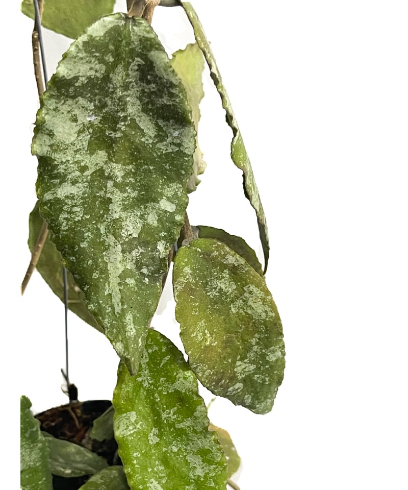 ホヤ カウダータ スプラッシュ「Hoya caudata Splash」7/18-6AM2 |