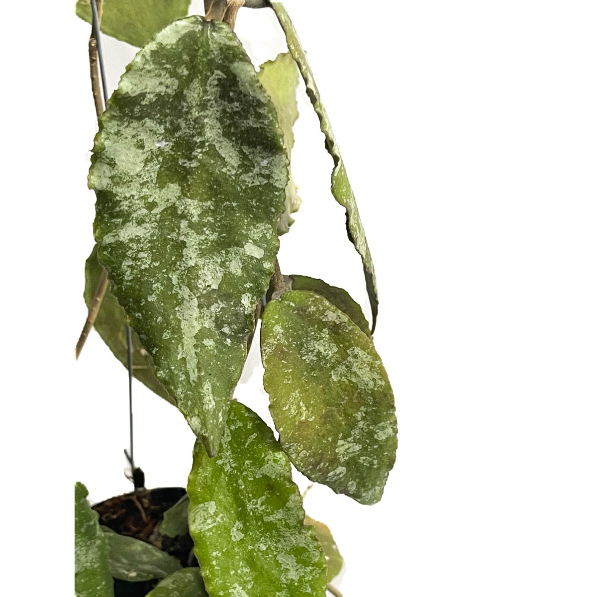 ホヤ　カウダータ ホヤ カウダータ スプラッシュ「Hoya caudata Splash」7/18-6AM2