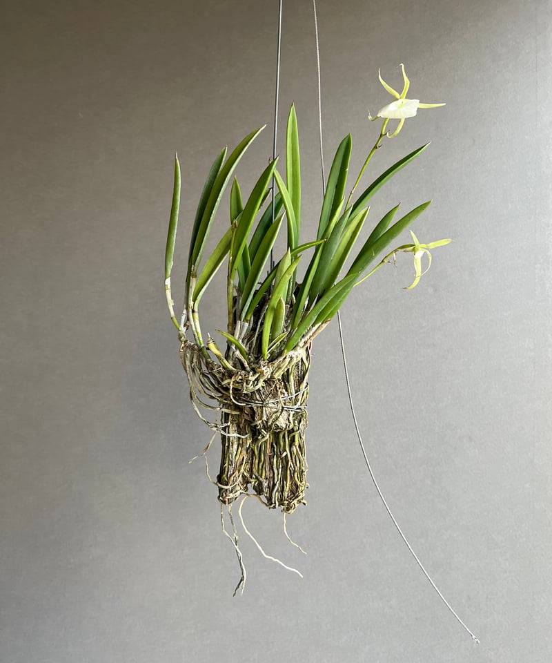 ブラッサボラ ノドサ (アンマン x スーザン フークス) 「Brassavola