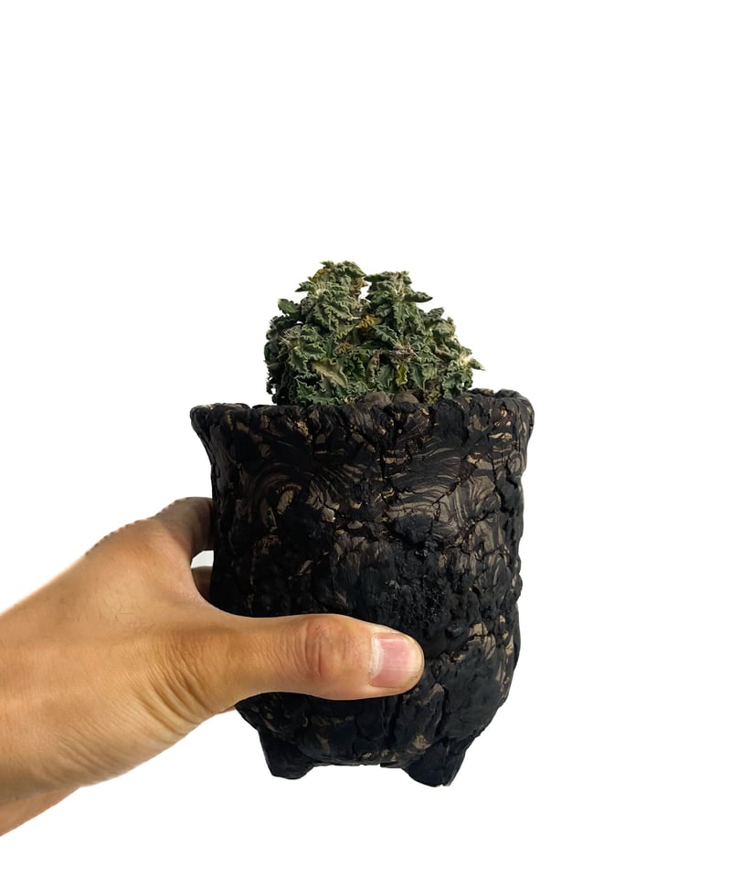 ユーフォルビア トゥレアレンシス +pmp「Euphorbia tulearensis ユーフォルビア トゥレアレンシス +pmp「Euphorbia tulearensis