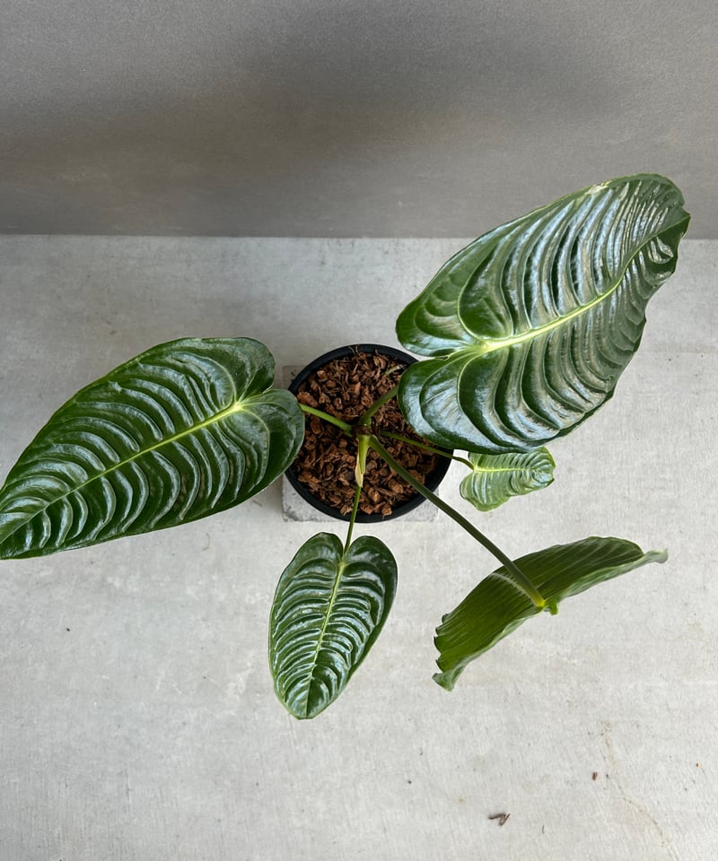 アンスリウム ベイチー 「Anthurium veitchii」51G | SHOUCHIKUEN