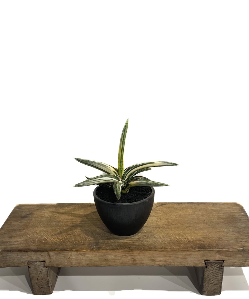 サンセベリア lav.1970 白斑入「Sansevieria lav. 1970 White