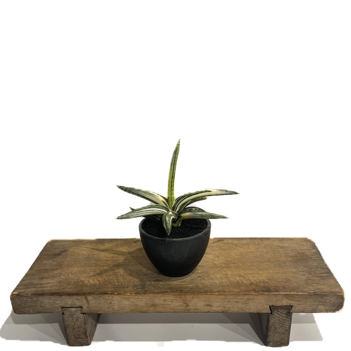 サンセベリア lav.1970 白斑入「Sansevieria lav. 1970 White